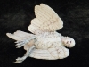 the-dead-bird
